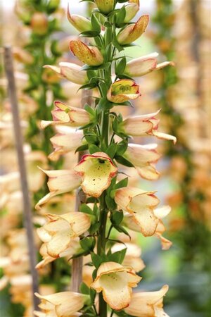 Digitalis ferr. 'Gelber Herold' geen maat specificatie 0,55L/P9cm