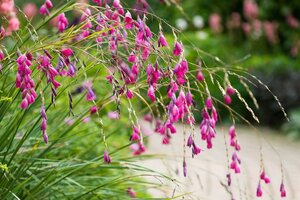 Dierama pulcherrimum geen maat specificatie 0,55L/P9cm