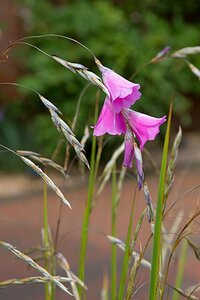 Dierama pulcherrimum geen maat specificatie 0,55L/P9cm - afbeelding 2
