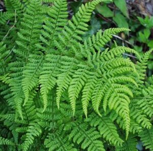 Dryopteris dilatata geen maat specificatie 0,55L/P9cm - afbeelding 2