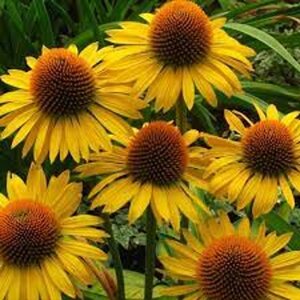 Echinacea 'Leilani' geen maat specificatie 0,55L/P9cm