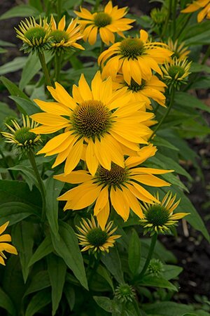 Echinacea 'Leilani' geen maat specificatie 0,55L/P9cm - afbeelding 2
