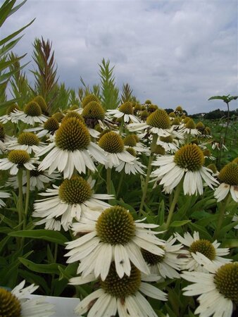 Echinacea 'Meditation White' geen maat specificatie 0,55L/P9cm - afbeelding 2