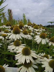 Echinacea 'Meditation White' geen maat specificatie 0,55L/P9cm - afbeelding 2