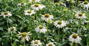 Echinacea 'Meditation White' geen maat specificatie 0,55L/P9cm
