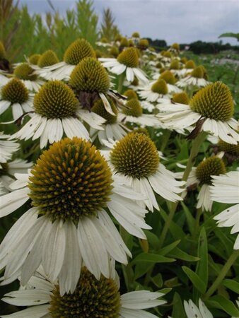 Echinacea 'Meditation White' geen maat specificatie 0,55L/P9cm - afbeelding 3