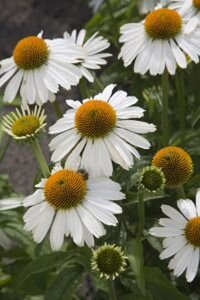 Echinacea 'Meditation White' geen maat specificatie 0,55L/P9cm - afbeelding 4