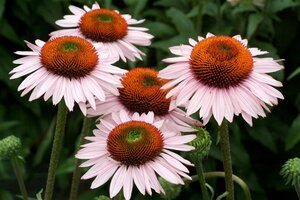 Echinacea p. 'Hope' geen maat specificatie 0,55L/P9cm - afbeelding 3