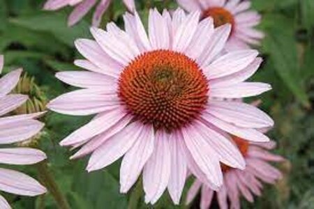 Echinacea p. 'Hope' geen maat specificatie 0,55L/P9cm - afbeelding 2