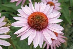 Echinacea p. 'Hope' geen maat specificatie 0,55L/P9cm - afbeelding 2