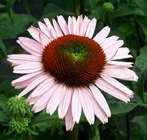 Echinacea p. 'Hope' geen maat specificatie 0,55L/P9cm - afbeelding 4