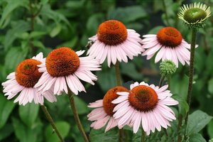 Echinacea p. 'Hope' geen maat specificatie 0,55L/P9cm - afbeelding 5