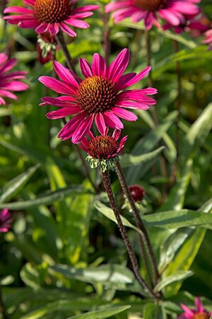 Echinacea p. 'JS Stiletto' geen maat specificatie 0,55L/P9cm - afbeelding 2