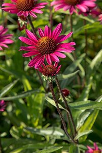 Echinacea p. 'JS Stiletto' geen maat specificatie 0,55L/P9cm - afbeelding 2