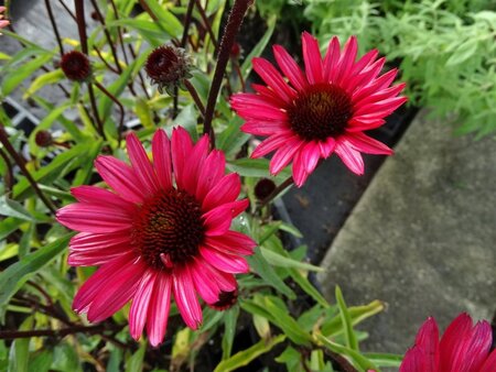 Echinacea p. 'JS Stiletto' geen maat specificatie 0,55L/P9cm - afbeelding 3