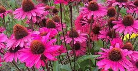 Echinacea p. 'JS Stiletto' geen maat specificatie 0,55L/P9cm