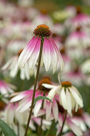 Echinacea Pretty Parasols geen maat specificatie 0,55L/P9cm - afbeelding 1