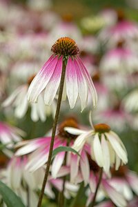 Echinacea Pretty Parasols geen maat specificatie 0,55L/P9cm