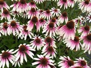 Echinacea Pretty Parasols geen maat specificatie 0,55L/P9cm - afbeelding 2