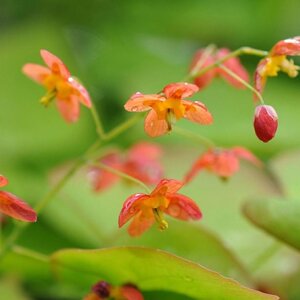 Epimedium warleyense geen maat specificatie 0,55L/P9cm