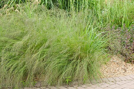 Eragrostis curvula geen maat specificatie 0,55L/P9cm
