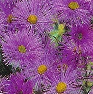 Erigeron 'Dunkelste Aller' geen maat specificatie 0,55L/P9cm - afbeelding 1