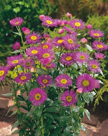 Erigeron 'Dunkelste Aller' geen maat specificatie 0,55L/P9cm - afbeelding 2