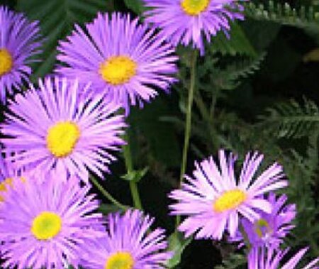 Erigeron 'Dunkelste Aller' geen maat specificatie 0,55L/P9cm - afbeelding 3