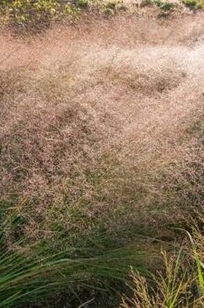 Eragrostis trichodes geen maat specificatie 0,55L/P9cm