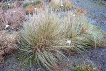 Eragrostis trichodes geen maat specificatie 0,55L/P9cm - afbeelding 2