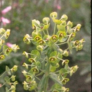 Euphorbia char. 'Forescate' geen maat specificatie 0,55L/P9cm - afbeelding 1