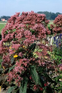 Eupatorium mac. 'Glutball' geen maat specificatie 0,55L/P9cm