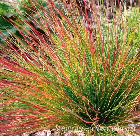 Festuca 'Walberla' geen maat specificatie 0,55L/P9cm - afbeelding 1