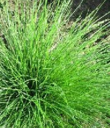 Festuca 'Walberla' geen maat specificatie 0,55L/P9cm - afbeelding 2
