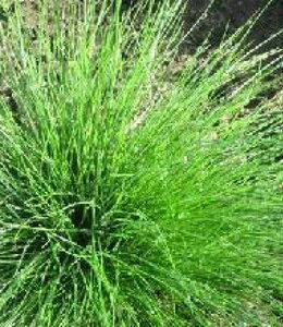 Festuca 'Walberla' geen maat specificatie 0,55L/P9cm - afbeelding 2