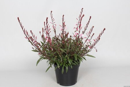 Gaura l. Cherry Brandy geen maat specificatie 0,55L/P9cm - afbeelding 2