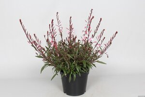 Gaura l. Cherry Brandy geen maat specificatie 0,55L/P9cm - afbeelding 2