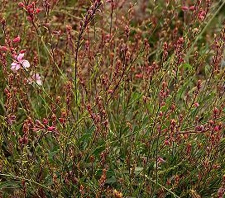 Gaura l. Cherry Brandy geen maat specificatie 0,55L/P9cm - afbeelding 3