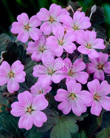 Geranium 'Dusky Crûg' geen maat specificatie 0,55L/P9cm - afbeelding 2