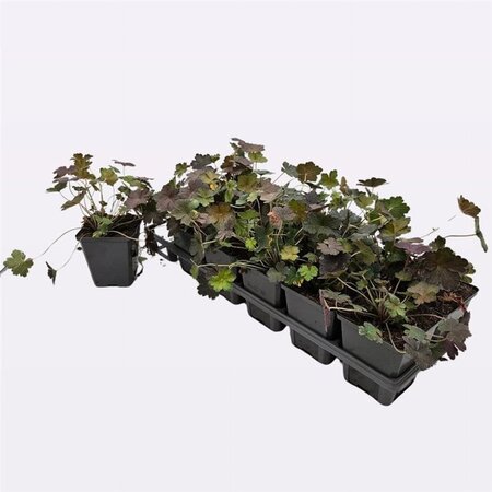 Geranium 'Dusky Crûg' geen maat specificatie 0,55L/P9cm