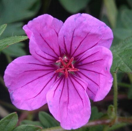 Geranium 'Dilys' geen maat specificatie 0,55L/P9cm - afbeelding 1