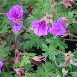Geranium 'Dilys' geen maat specificatie 0,55L/P9cm - afbeelding 2