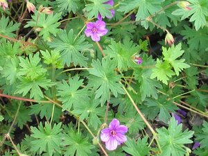 Geranium 'Dilys' geen maat specificatie 0,55L/P9cm - afbeelding 3