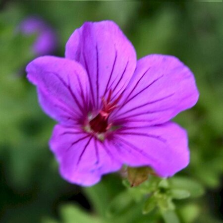 Geranium 'Dilys' geen maat specificatie 0,55L/P9cm - afbeelding 4