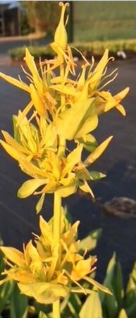 Gentiana lutea geen maat specificatie 0,55L/P9cm - afbeelding 3