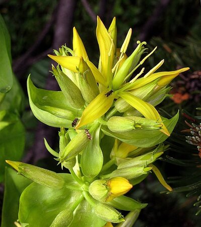 Gentiana lutea geen maat specificatie 0,55L/P9cm - afbeelding 4