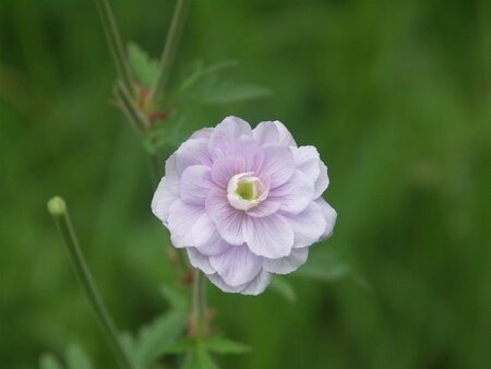 Geranium pr. 'Summer Skies' geen maat specificatie 0,55L/P9cm