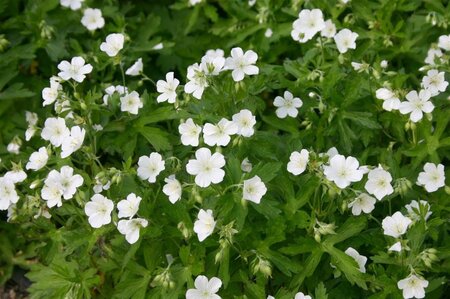 Geranium macul. 'Album' geen maat specificatie 0,55L/P9cm - afbeelding 2