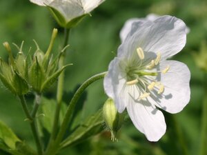 Geranium macul. 'Album' geen maat specificatie 0,55L/P9cm - afbeelding 3
