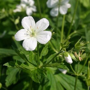 Geranium macul. 'Album' geen maat specificatie 0,55L/P9cm - afbeelding 4